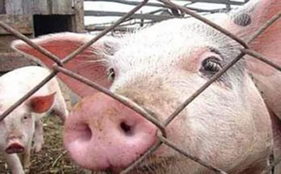 Африканская чума свиней в Ковровском районе 