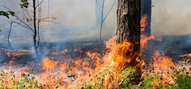 Во Владимирской области установлен пожароопасный сезон