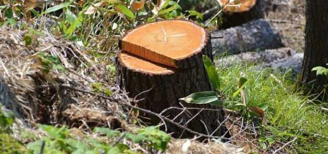 Незаконно срубил более 500 деревьев