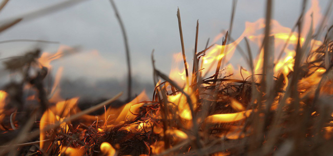 Сжигание сухой травы опасно!