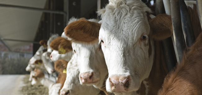 В Коврове обнаружен вирус лейкоза крупного рогатого скота