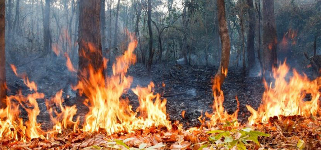 30 августа – три лесных пожара 