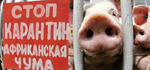 Африканская чума свиней в районе