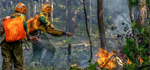 Защита лесов от пожаров 